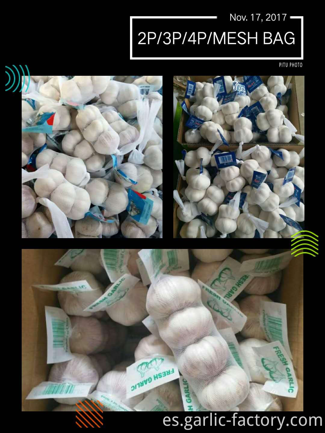 New crop garlic fresh garlic price